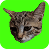 Поймать кошек
